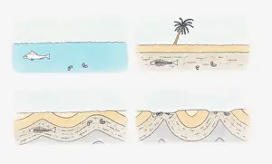 Illustration of formation of a fossil, from preservation to discovery