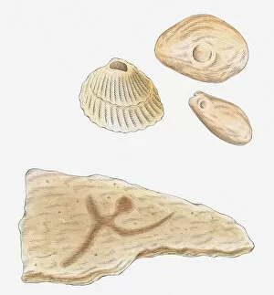 Images Dated 5th May 2011: Illustration of fossilised molluscs