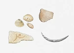 Mollusc Collection: Illustration of fossilised molluscs