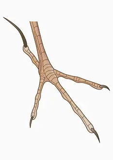Long Prints: Illustration of four-toed African Pipit (Anthus cinnamomeus) foot with long hind claw