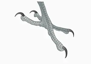 Illustration of four-toed Woodpecker (Picidae) foot with curved claws for gripping