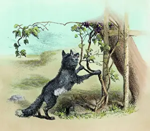 Grapes Prints: Illustration of The Fox And The Grapes