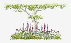 Images Dated 25th September 2009: Illustration of foxgloves, periwinkles and wildflowers growing near tree in domestic garden