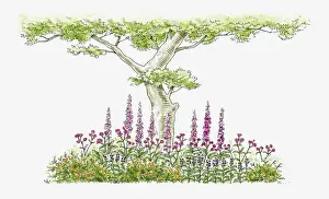 Foxglove Prints: Illustration of foxgloves, periwinkles and wildflowers growing near tree in domestic garden