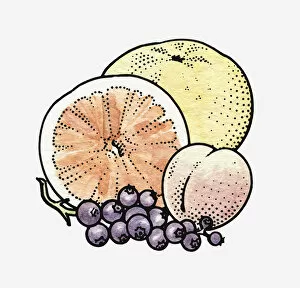 Illustration of fresh orange, apple, peach and grapes