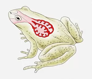 Illustration of a frogs lungs