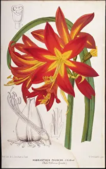 Illustration of Fuchsia Hybrid, 1867