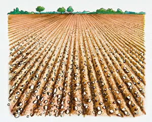 Images Dated 8th March 2008: Illustration of furrows in plowed field