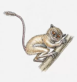 Images Dated 21st April 2010: Illustration of Galago (Bushbaby) holding onto branch