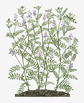 Illustration of Galega officinalis (Goats Rue) with lilac flowers on tall stems with Illustration of Galega officinalis (Goats Rue) with lilac flowers on tall stems with