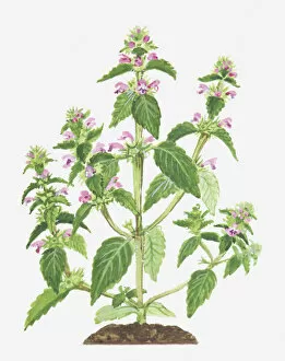 Uncultivated Collection: Illustration of Galeopsis tetrahit (Common Hemp-nettle), leaves and pink flowers