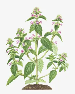 Uncultivated Prints: Illustration of Galeopsis tetrahit (Common Hemp-nettle), leaves and pink flowers