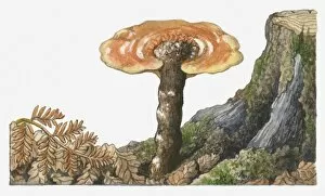 Images Dated 15th May 2017: Illustration of Ganoderma lucidum (Reishi Mushroom) growing near tree stump