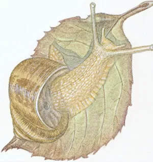 Mollusc Collection: Illustration of Garden Snail (helix aspera), on decaying leaf