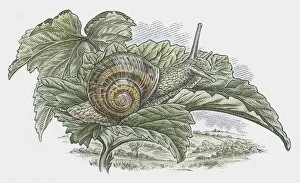 Garden Snail Gallery: Illustration of Garden Snail (Helix aspersa) on leaf