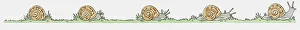 Images Dated 20th November 2009: Illustration of Garden Snails (Helix aspersa) on the move