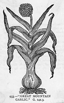 Garlic Prints: Illustration Of Garlic Plant