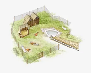 Resourceful Prints: Illustration of geese being kept in a goose run with a wooden house and small bath tub to form a pond