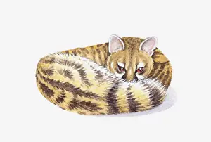 Curled Up Prints: Illustration of Genet (Genetta), feliform with striped tail curled around body