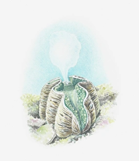 Mollusc Collection: Illustration of Giant clam (Tridacna gigas) shooting out cloud of eggs