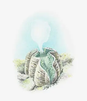 Animals Mating Prints: Illustration of Giant clam (Tridacna gigas) shooting out cloud of eggs