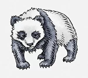 Images Dated 22nd April 2010: Illustration of Giant Panda (Ailuropoda melanoleuca)