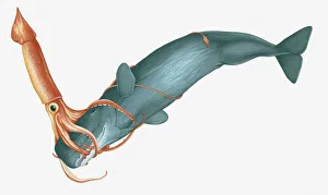 Images Dated 23rd March 2011: Illustration of Giant Squid (Architeuthis) attacking Sperm Whale (Physeter macrocephalus)