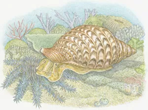 Food Chain Collection: Illustration of Giant Triton (Charonia tritonis), predatory sea snail feeding on Crown-of-Thorns