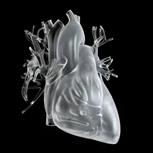 Heart Gallery: Illustration of glass heart