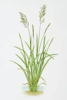 Plant Stem Gallery: Illustration of Glyceria Maxima (Reed Mannagrass)