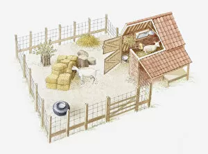 Illustration of goats in goathouse and enclosure