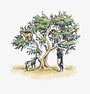 Goat Prints: Illustration of goats perching in a tree and eating leaves and seeds
