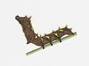 Rearing Up Prints: Illustration of Golden Emperor (Loepa Katinka) caterpillar on stem