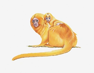 Monkey Collection: Illustration of Golden lion tamarin (Leontopithecus rosalia)