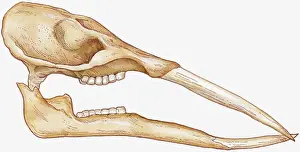 Prints of Anatomy, Animal Jaw Bone, Animal Skeleton, Animal Skull, Animal Teeth, Animal Themes, Bizarre, Close-Up, Death, Dinosaur, Elongated, Extinct, Gomphotherium, Grinding, Illustration and Painting Unlock the world's wonders with Dorling Kindersley's captivating illustrations – where knowledge meets artistry in every stroke: Illustration of Gomphotherium showing tusks on elongated jaw and grinding teeth