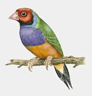 Images Dated 1st March 2010: Illustration of a Gouldian finch (Chloebia gouldiae) perching on a branch