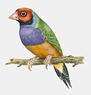 Finch Prints: Illustration of a Gouldian finch (Chloebia gouldiae) perching on a branch
