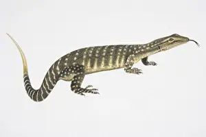 Reptilia Prints: Illustration, Goulds Monitor or Sand Goanna (Varanus gouldii), side view