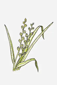 Blade Of Grass Prints: Illustration of grasses and sedges