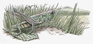 Images Dated 20th November 2009: Illustration of grasshopper standing on leaf