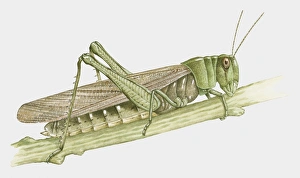 Images Dated 29th October 2009: Illustration of Grasshopper on stem