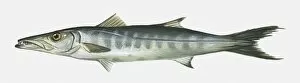 Illustration of Great Barracuda Sphyraena barracuda