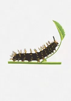 Illustration of Great Egg-Fly (Hypolimnas bolina) caterpillar on stem with green leaf