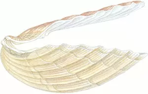 Images Dated 5th November 2008: Illustration of Great scallop (Pecten maximus), open shell