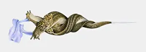 Togetherness Prints: Illustration of Great slug (Limax maximus) mating hanging intertwined from stem by mucus