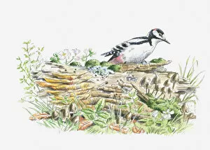 Great Spotted Woodpecker Gallery: Illustration of Great Spotted Woodpecker (Dendrocopos major) on decaying log looking for insects to feed