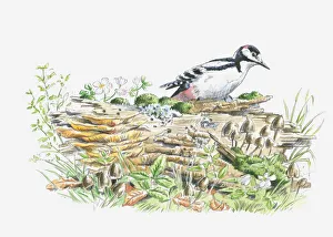 Dendrocopos Major Gallery: Illustration of Great Spotted Woodpecker (Dendrocopos major) on decaying log looking for insects to feed