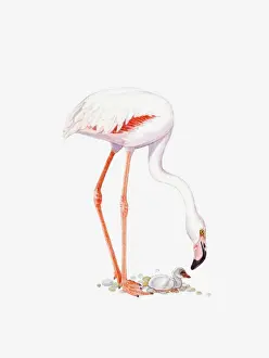Pebble Prints: Illustration of Greater Flamingo (Phoenicopterus roseus) with chick on nest of pebbles