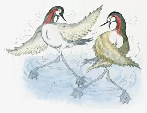 Images Dated 2nd September 2008: Illustration of Grebes performing mating dance in water