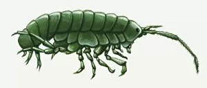 Images Dated 22nd February 2010: Illustration of green Amphipoda